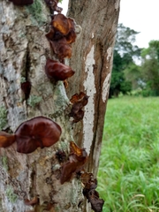 Auricularia