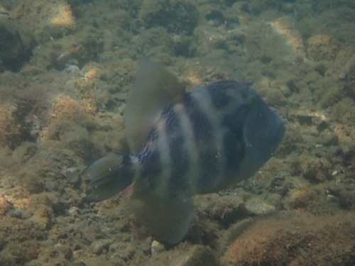 Blunthead triggerfish (Pseudobalistes naufragium) — Balistidae