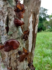 Auricularia
