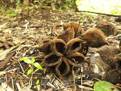 Sterculia urens