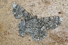 Amblychia subrubida