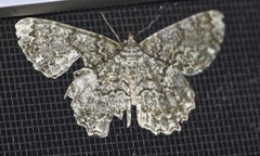 Amblychia subrubida