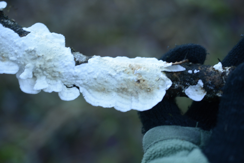 Byssomerulius corium · January 2026 · photo: © cryptomarasmius (iNaturalist, cc-by)