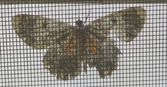 Amblychia subrubida