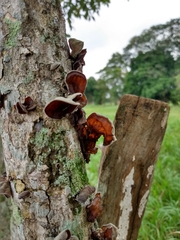 Auricularia