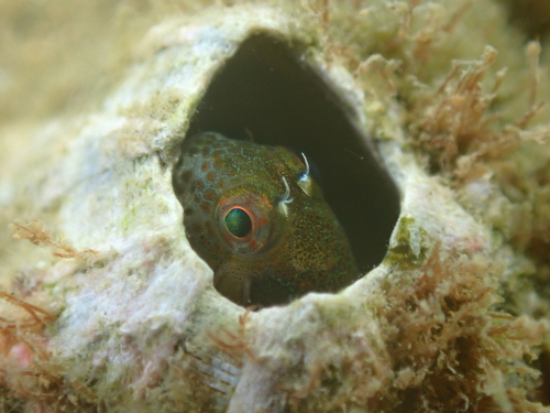 Barnacle blenny (Hypsoblennius brevipinnis) — Blenniidae — 2