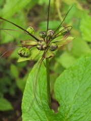 Tacca leontopetaloides