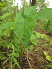 Tacca leontopetaloides