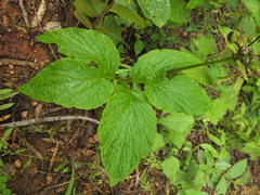 Tacca leontopetaloides