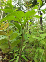 Tacca leontopetaloides