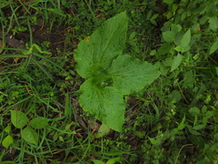 Tacca leontopetaloides