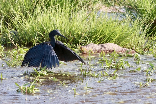 iNaturalist: (c) yusuf_c, some rights reserved (CC BY-NC), uploaded by yusuf_c iNaturalist image