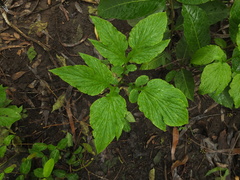 Tacca leontopetaloides