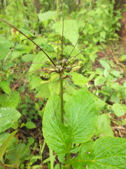 Tacca leontopetaloides