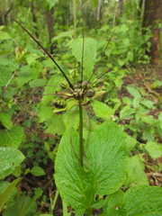 Tacca leontopetaloides