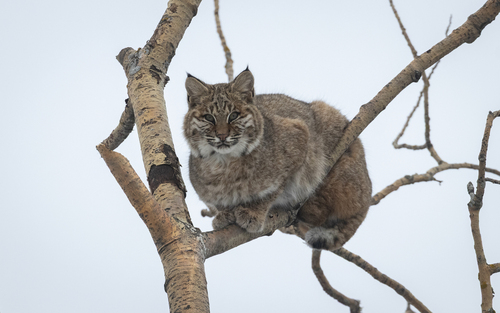 Bobcat photographed in Minnesota