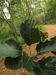 Terminalia bellirica