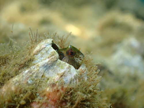 Barnacle blenny (Hypsoblennius brevipinnis) — Blenniidae — 4