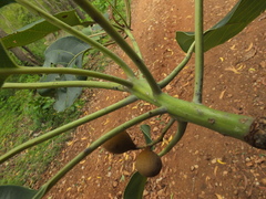 Terminalia bellirica