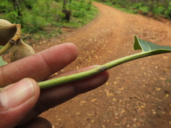 Terminalia bellirica