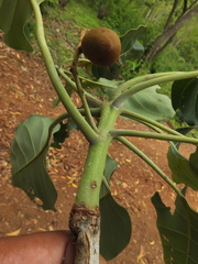 Terminalia bellirica
