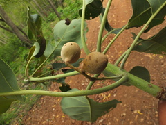 Terminalia bellirica