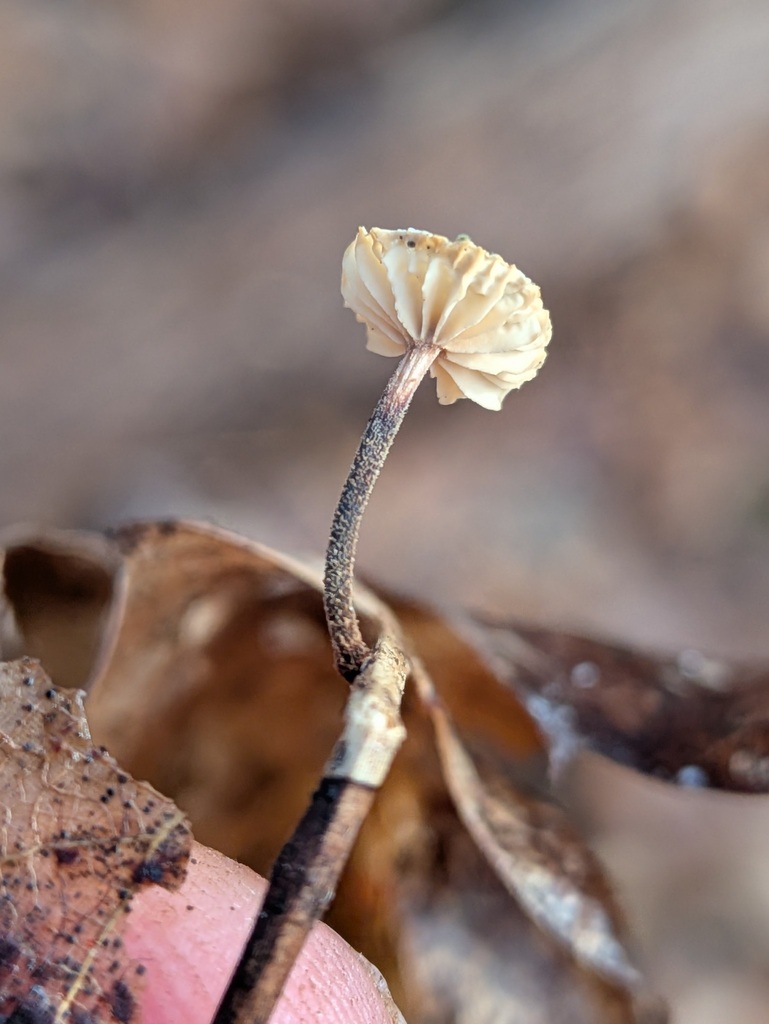 Paragymnopus foliiphilus · January 2026 · photo: © kzoebel (iNaturalist, cc0)