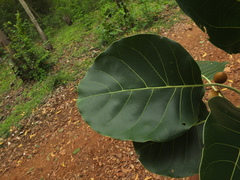 Terminalia bellirica