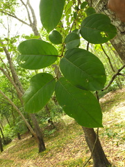 Terminalia paniculata