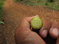 Terminalia bellirica