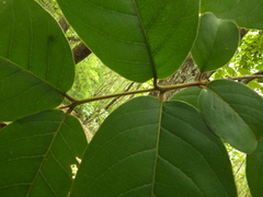 Terminalia paniculata