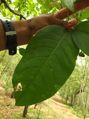 Terminalia paniculata