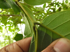 Terminalia paniculata