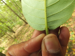 Terminalia paniculata