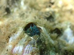 Springer's Tube Blenny photo 2
