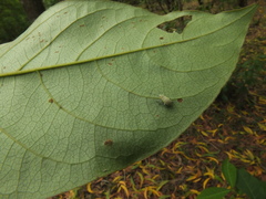 Terminalia paniculata