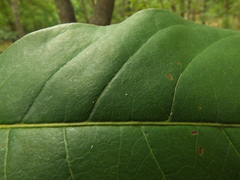 Terminalia paniculata