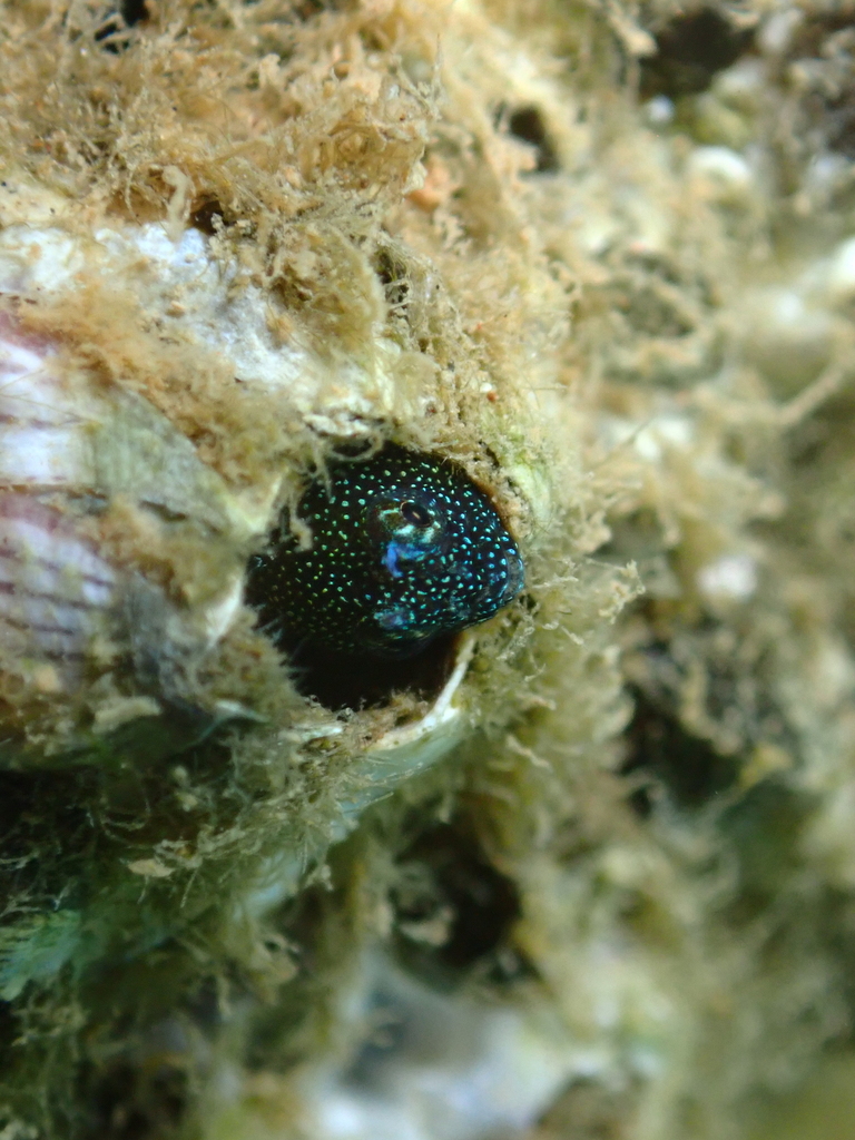 Springer's Tube Blenny