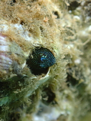 Springer's Tube Blenny photo 1