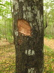 Terminalia paniculata