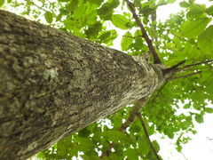 Terminalia paniculata