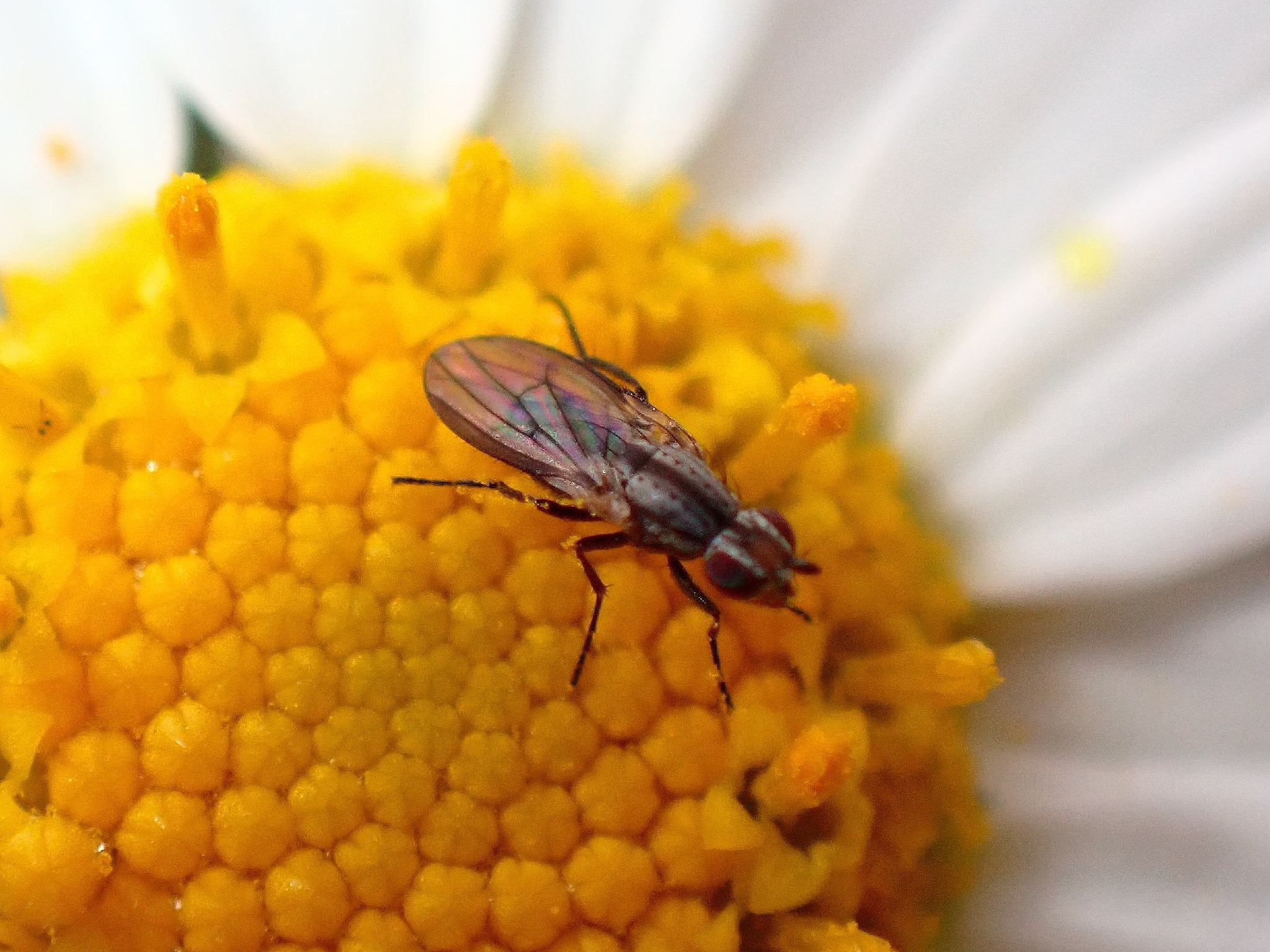 Trixoscelis puncticornis