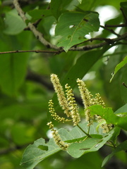 Terminalia tomentosa