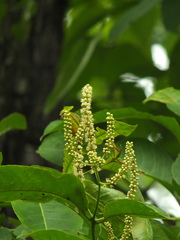 Terminalia tomentosa