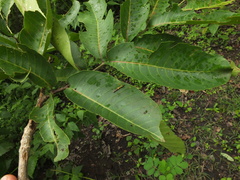 Terminalia tomentosa