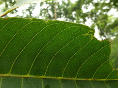 Terminalia tomentosa