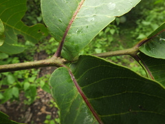 Terminalia tomentosa