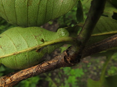 Terminalia tomentosa