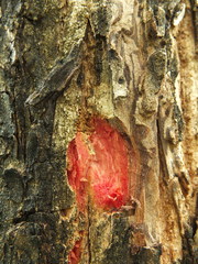 Terminalia tomentosa