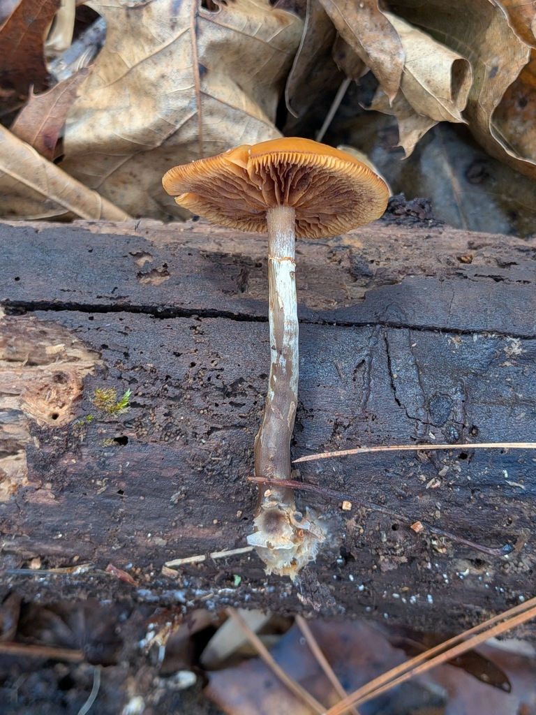 Galerina marginata · January 2026 · photo: © kzoebel (iNaturalist, cc0)